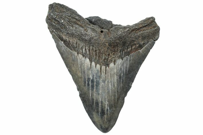 Fossil Megalodon Tooth - South Carolina #308080